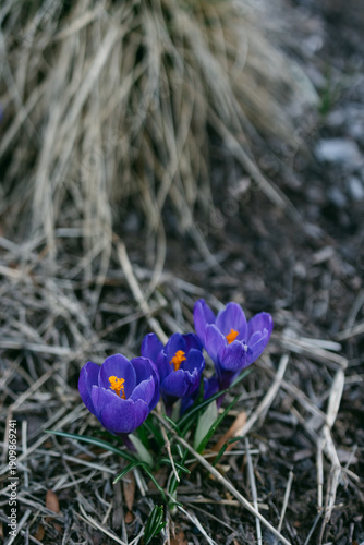 Slika na platnu Purple flowers bloom beside dry grass on a sunny day in early spring