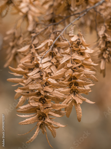 Eine Nahaufnahme der Fruchtstände der Hainbuche (Carpinus betulus) mit reifen, geflügelten Früchten.