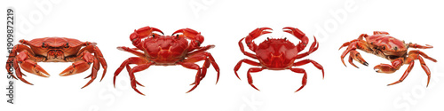 Fresh Red Crab PNG Isolated White Background, Cooked Dungeness and King Crab Set, Marine Seafood Crustacean Collection, Realistic Underwater Animal Clipart