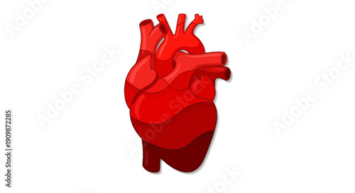 Detailed illustration of a human heart anatomy from a frontal viewpoint