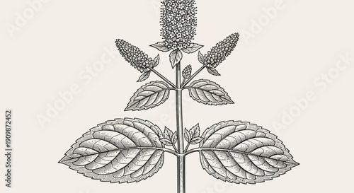 Detailed illustration of a flowering plant with leaves and buds from a front viewpoint