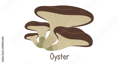 Cluster of oyster mushrooms growing together in a natural setting from a side viewpoint in an illustration