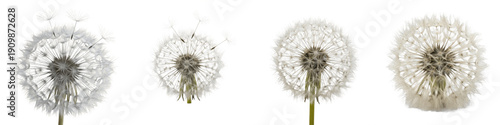 Dandelion Seed Head PNG Isolated White Background, Fluffy Blowball Flower Set, Taraxacum Officinale Puffball Collection, Nature Seed Dispersal Design Element