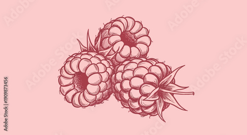 Illustration of three raspberries in a cluster on a soft pink background viewed from directly above