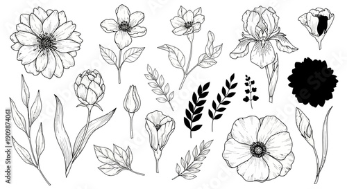 Illustration of assorted flowers and leaves in a minimalist black and line art style