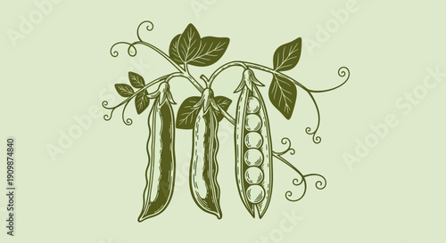Illustration of Peas Growing on a Vine with Leaves and Pods in a Natural Setting