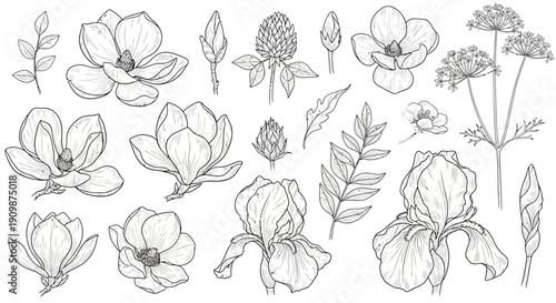 Assorted flowers and leaves illustration showcasing various botanical elements and floral designs from different viewpoints
