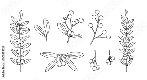 Illustration of various botanical elements including leaves and berries in a minimalist line art style from a straightforward viewpoint