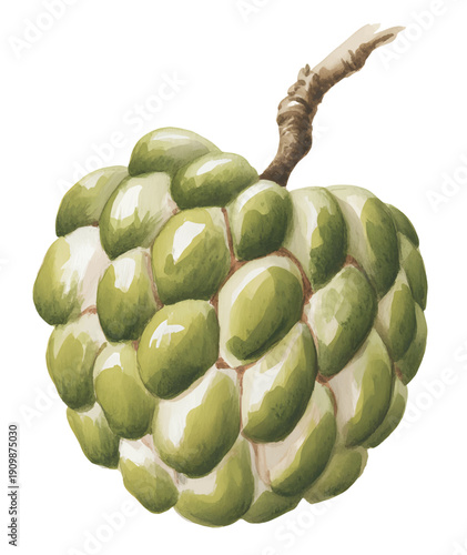 Botanical sugar apple fruit with stem, foliage and small buds painted in soft organic watercolor style.