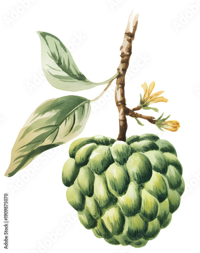 Hand painted custard apple with leafy branch and delicate blossoms in soft botanical watercolor style.