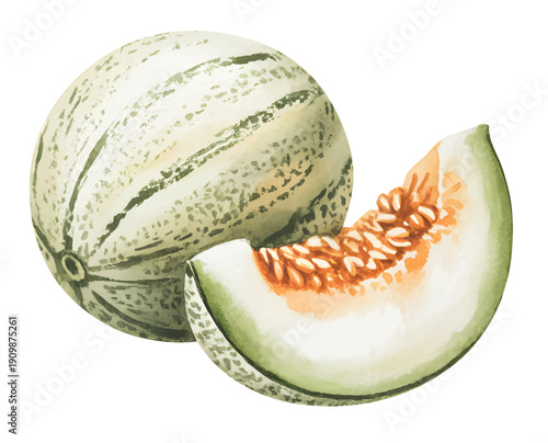 Fresh orange cantaloupe wedges and cubes illustrated in delicate hand painted watercolor texture.