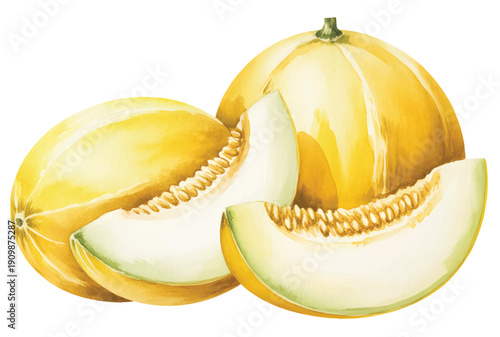 Ripe golden melon wedges with delicate seed detail illustrated in botanical watercolor.