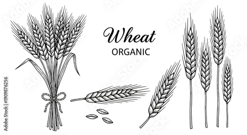 Illustration of wheat stalks and grains in various arrangements and close-up views
