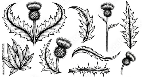 Black and white illustrations of various thistle plants and flowers from different viewpoints and environments