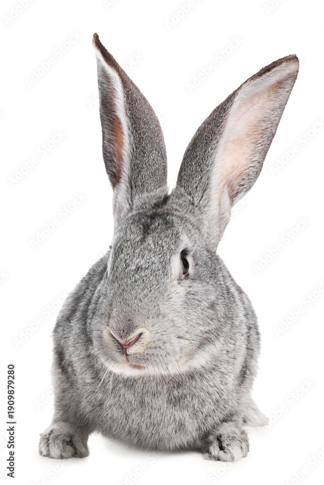 Fototapeta premium Cute fluffy Easter bunny isolated on white