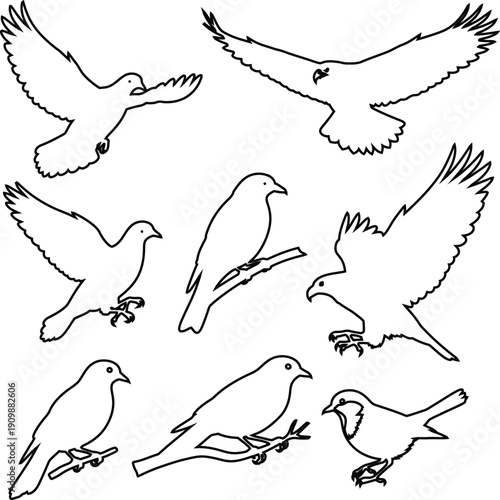 A collection of birds in various flying and perching positions, illustrated in black and white.