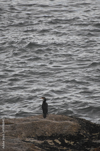 Bigua (cormorán neotropical)