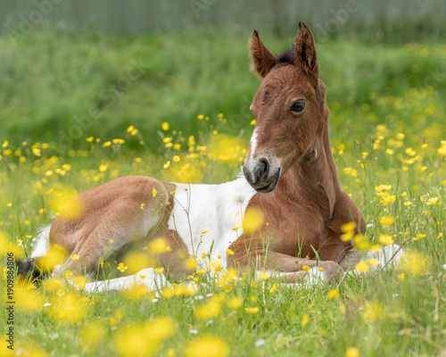 Foal laying in the grass