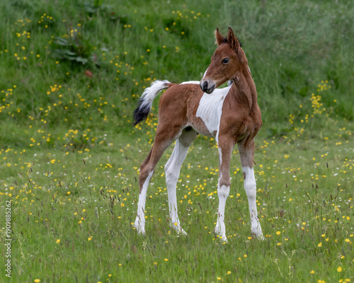 Coloured Foal in a field