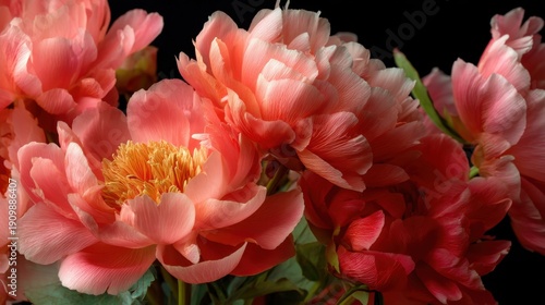 Wallpaper Mural Vibrant coral pink peonies in full bloom against a dark background Torontodigital.ca