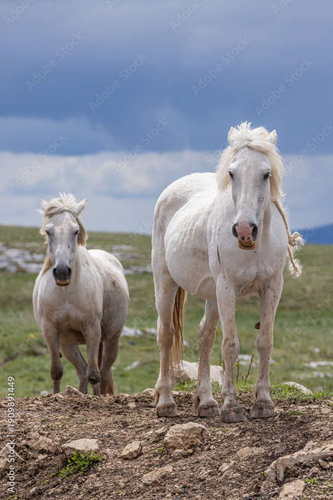 Fototapeta premium Wild horses on Cincar Mountain near Livno.