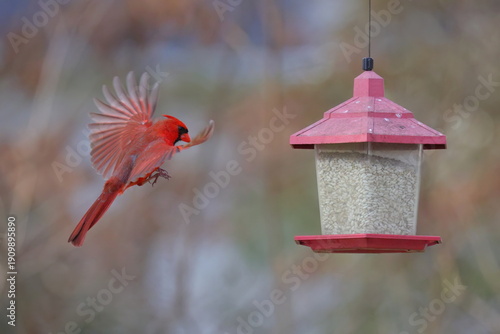 Male northern cardinal red bird inflight landing fighting on birdfeeder against blurry winter background. 