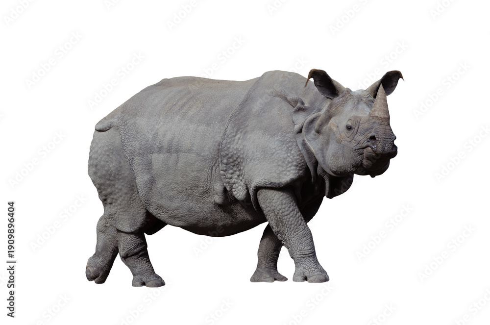 Obraz premium Armored rhinoceros (Rhinoceros unicornis) isolated on white background
