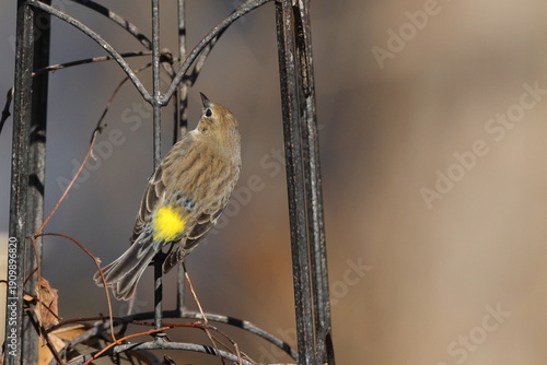 Yellow rumped warbler perched. 