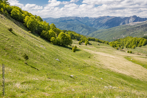 Mountain meadow in Sutjeska National Park.