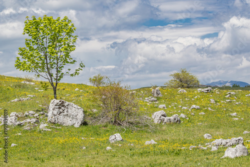 Mountain meadow in Sutjeska National Park.