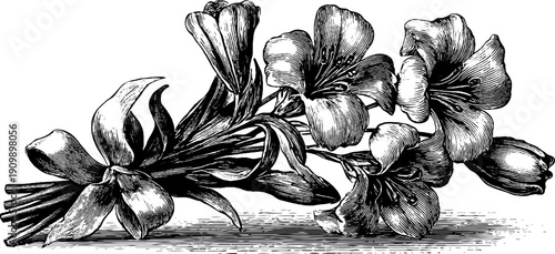 Vintage botanical flower bouquet with ribbon - hand drawn engraving for design