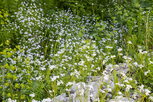 Wildflowers in Sutjeska National Park.