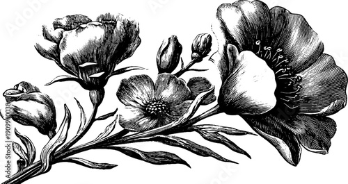 Vintage botanical flower bouquet sketch, side view, scientific plate design