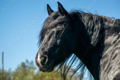 black horse portrait