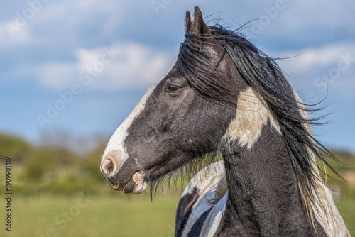 portrait of a horse