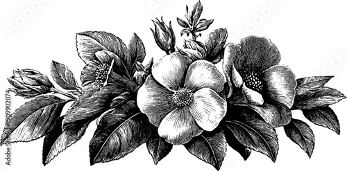 Vintage botanical flower bouquet study for natural design and decor