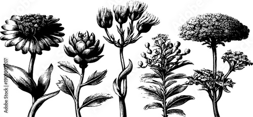 Vintage botanical floral specimen for educational use and decorative design