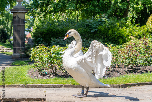 swan in the park stretching wings