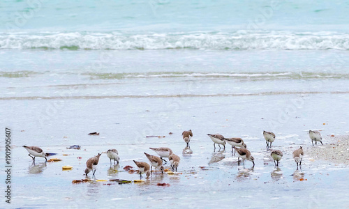 Sanderlings (Calidris alba) foraging for food in shallow surf on the Gulf of Mexico at St. Pete Beach, Florida