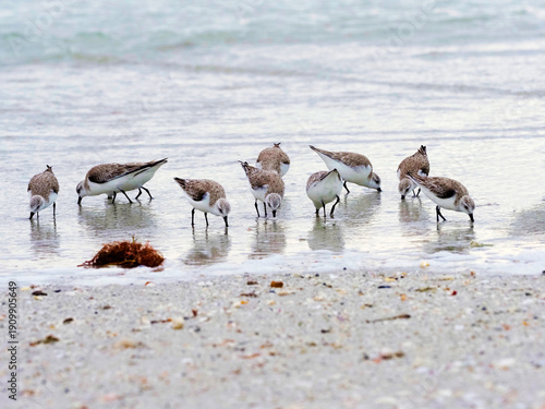 Sanderlings (Calidris alba) foraging for food in shallow surf on the Gulf of Mexico at St. Pete Beach, Florida