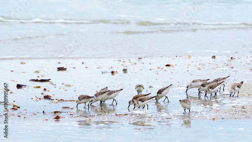 Sanderlings (Calidris alba) foraging for food in shallow surf on the Gulf of Mexico at St. Pete Beach, Florida