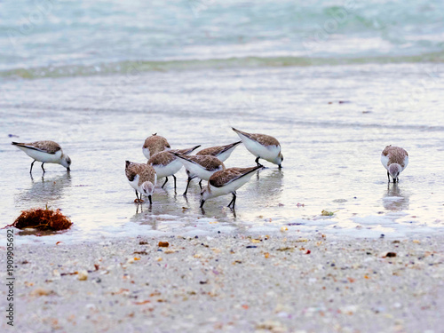 Sanderlings (Calidris alba) foraging for food in shallow surf on the Gulf of Mexico at St. Pete Beach, Florida