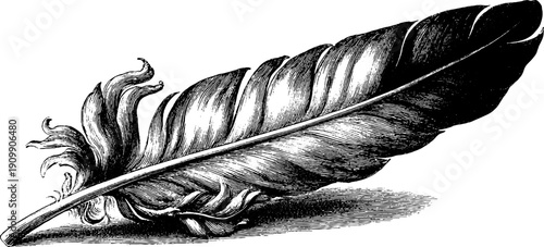 Vintage botanical engraving of flight feather secondary structure for art and decor