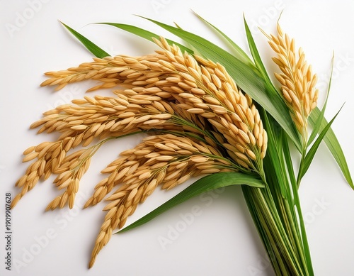 Wallpaper Mural rice spikes rice plant with long green leaves isolated on white background brown rice rice grain Torontodigital.ca