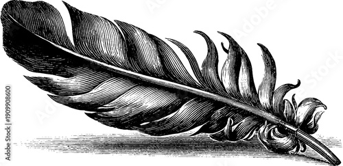Vintage botanical engraving of a flight feather for design and prints