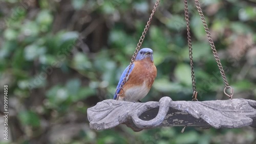 Eastern blue bird eating dried meal worms from hanging bird feeder. 