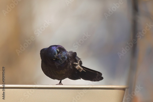 Boat tailed blackbird perched on one foot scratching on a watering pan. 