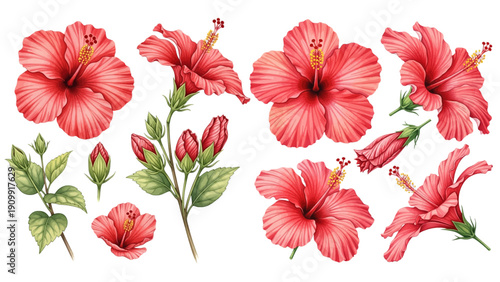 A charming watercolor collection of tropical hibiscus flowers, including blooming petals, flower buds, leafy stems, and vibrant botanical details.
