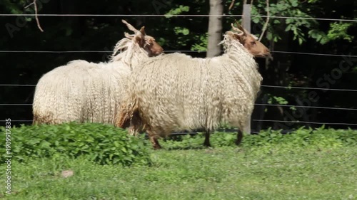 Two Racka Sheep Grazing On Green Meadow