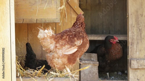 Brown Hen Standing At Chicken Coop Entrance